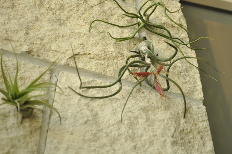 With leaves more like Medusa's hair, Thallandsia are rootless plants mounted on stone alongside the plant wall. | Paige Blankenbuehler