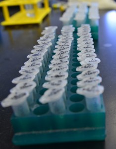 Parvovirus samples from an experiment labeled by Femi Fasina, a postdoc in Pintel's lab. 