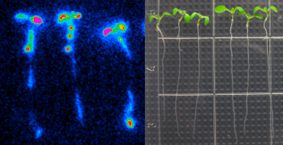 These Arabidopsis plants contain aequorin. Aequorin produces blue light as a result of oxidation of the substrate, in a calcium-dependent manner. When wild-type seedlings were treated with 500 uM of ATP, intracellular calcium concentration is rapidly elevated. Increased calcium were bound to aequorin, which leads to blue light emission. Courtesy Jeongmin Choi
