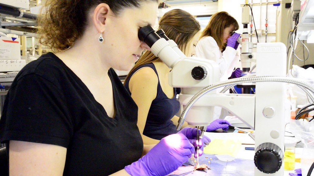 Dawn Holliday (left), Caitlin Jandegian and Cheryl Rosenfeld examine turtle gonadal tissue to determine if BPA affected proper sexual development. Photo by Roger Meissen | © 2015 - MU Bond Life Sciences Center