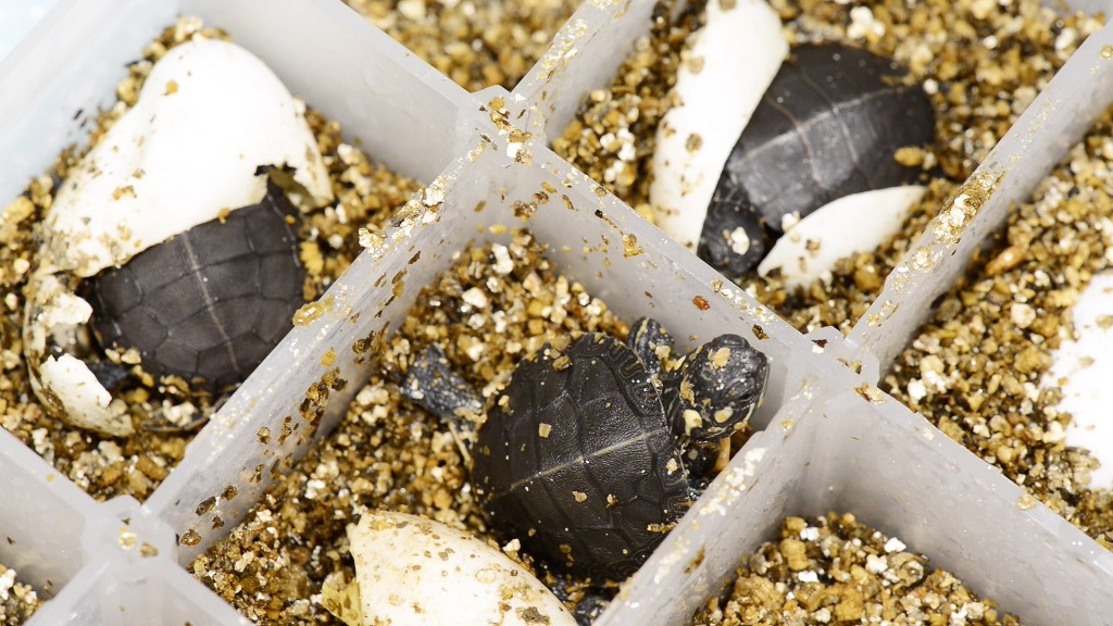 Painted turtle eggs were brought from a hatchery in Louisiana, candled to ensure embryo viability and then incubated at male-permissive temperatures in a bed of vermiculite. Those exposed to BPA developed deformities to testes that held female characteristics. Photo by Roger Meissen | © 2015 - MU Bond Life Sciences Center
