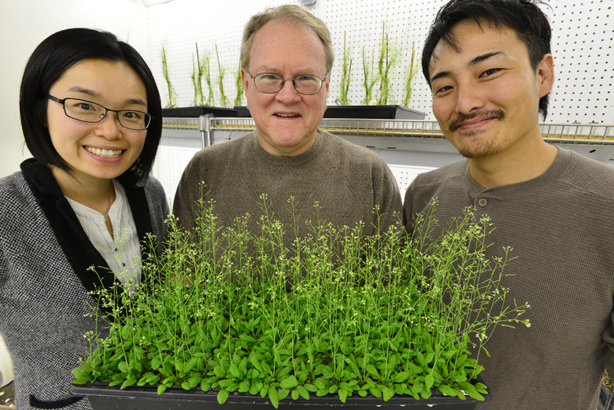 Jeongmin Choi (left), Gary Stacey (center) and postdoc Kiwamu Tanaka recently discovered the first plant receptor for extracellular ATP. 