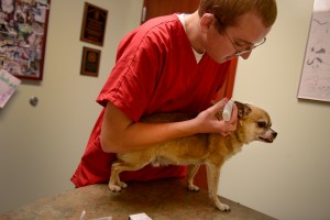Schmidt demonstrates how to apply ear medication to a nervous small dog at Horton Animal Hospital on Forum.