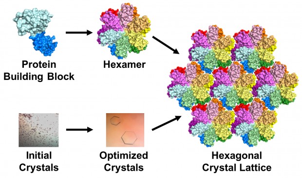 The protein building block of HIV capsid (top left) can assemble to form a hexamer (middle left). Crystals grown using this building block (top and middle left) contain an array or lattice of hexamers (bottom). | Image by Karen Kirby and Anna Gres
