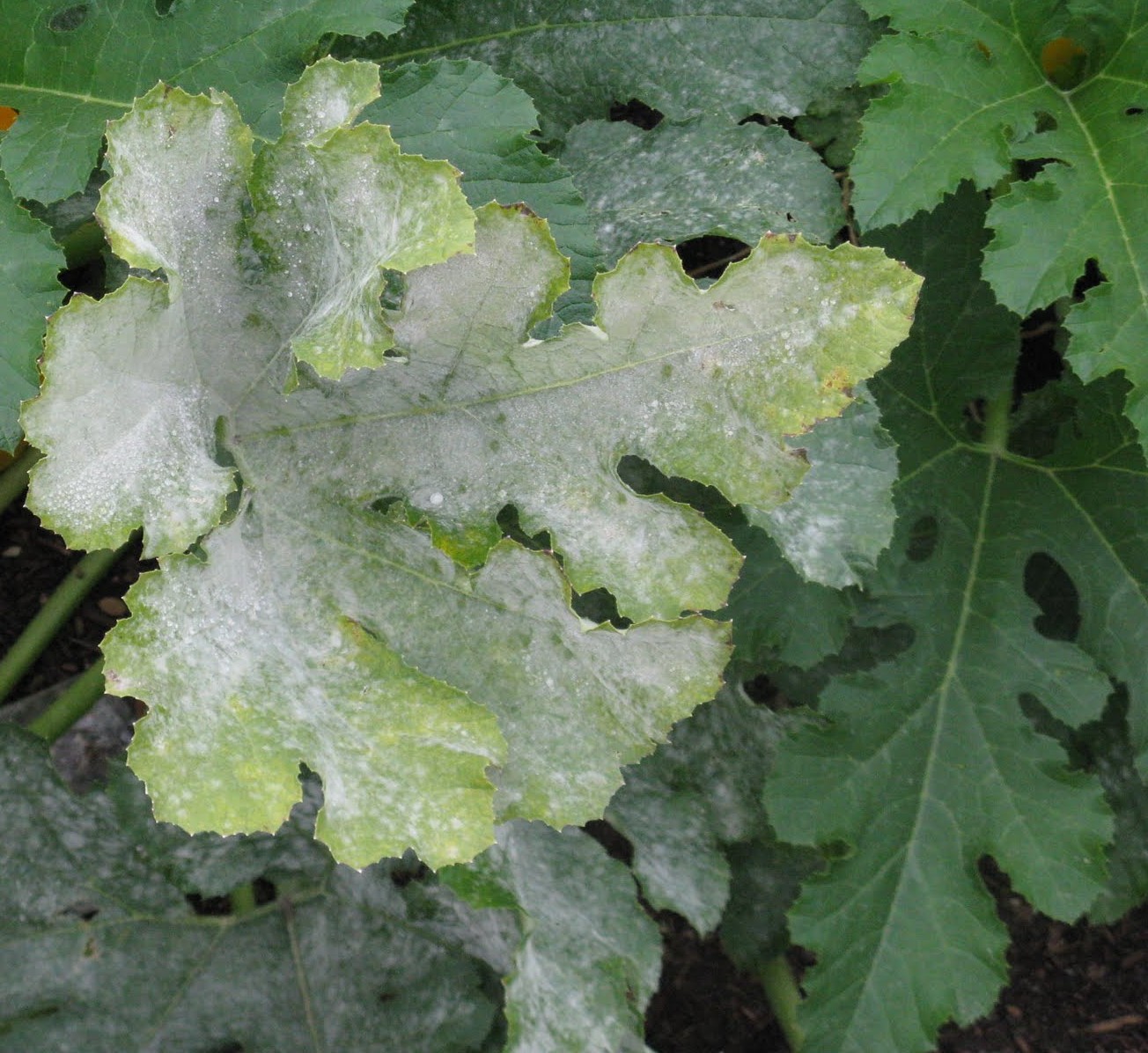 Powdery mildew on a cabernet sauvignon grapevine leaf. | USDA Grape genetics publications and research 