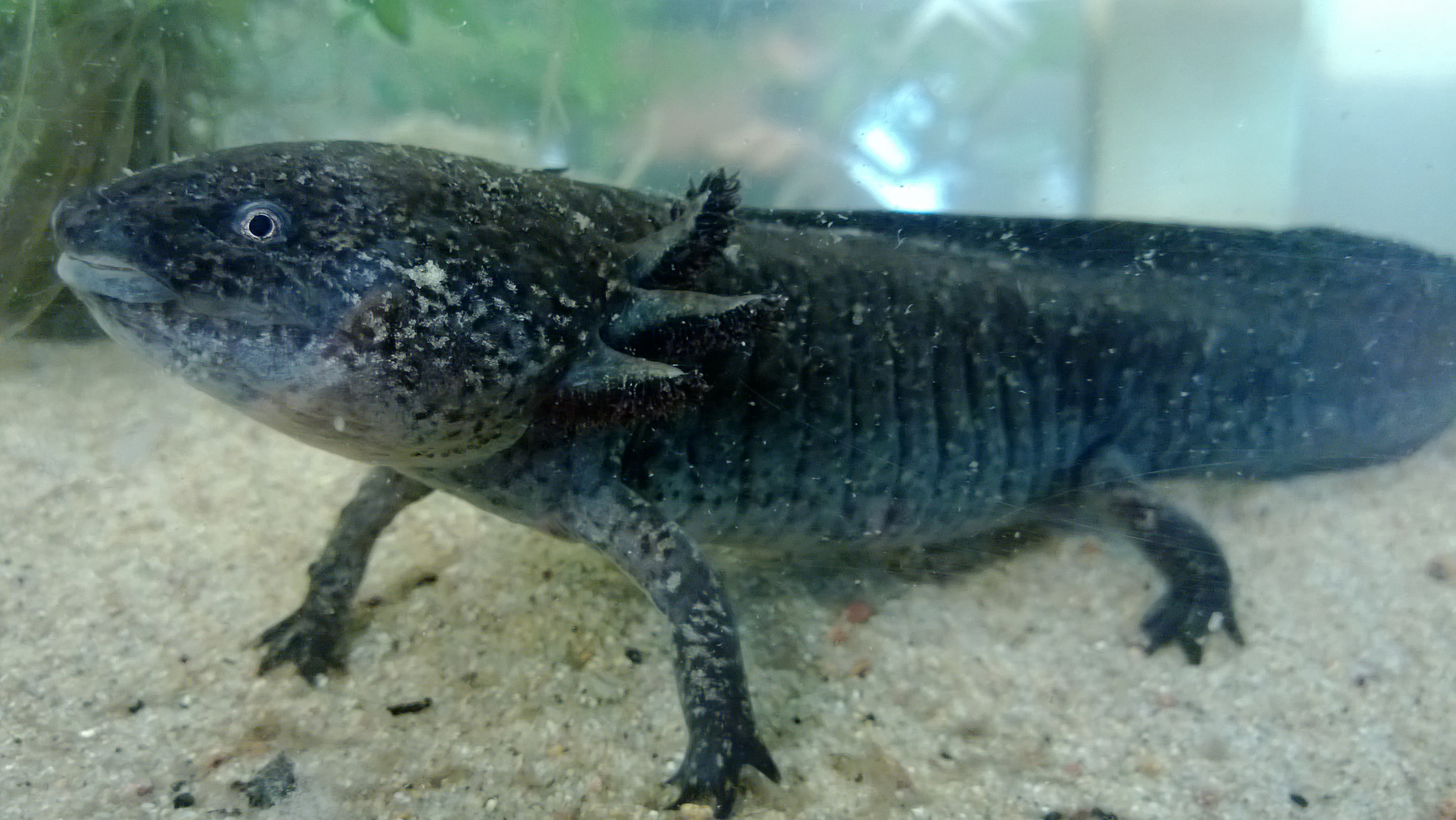 axolotl Ruben