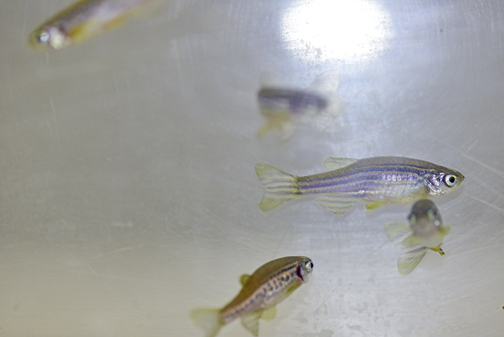 Zebrafish embryos are nearly transparent when born, making internal processes easy to observe. Only as they mature into adults like these do their scales develop pigment. 