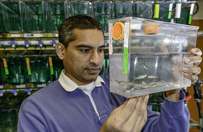Bond LSC scientist Anand Chandrasekhar uses zebrafish as a model to study how motor neurons develop. These adult zebrafish lay eggs that are used in experiments to gain insight into how motor neurons arrange themselves as embryos grow into adults. 