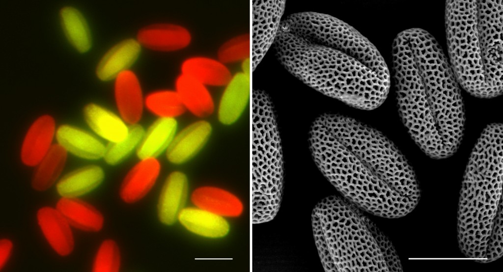 Left: Pollen grains with MAPK3/4 genotypes are illuminated using a fluorescent microscope. RIGHT: Normally developed pollen grains shown by an electronic microscope scan. | Credit: Shuqun Zhang