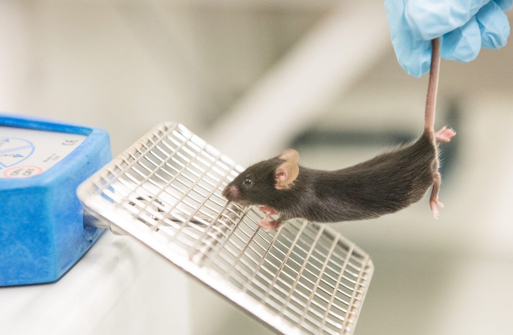 Shababi uses an instrument to measure grip strength in the forelimbs of mice. Healthy mice are able to cling to the rack with a stronger grip than SMARD1 mice. | photo by Jennifer Lu, Bond LSC .
