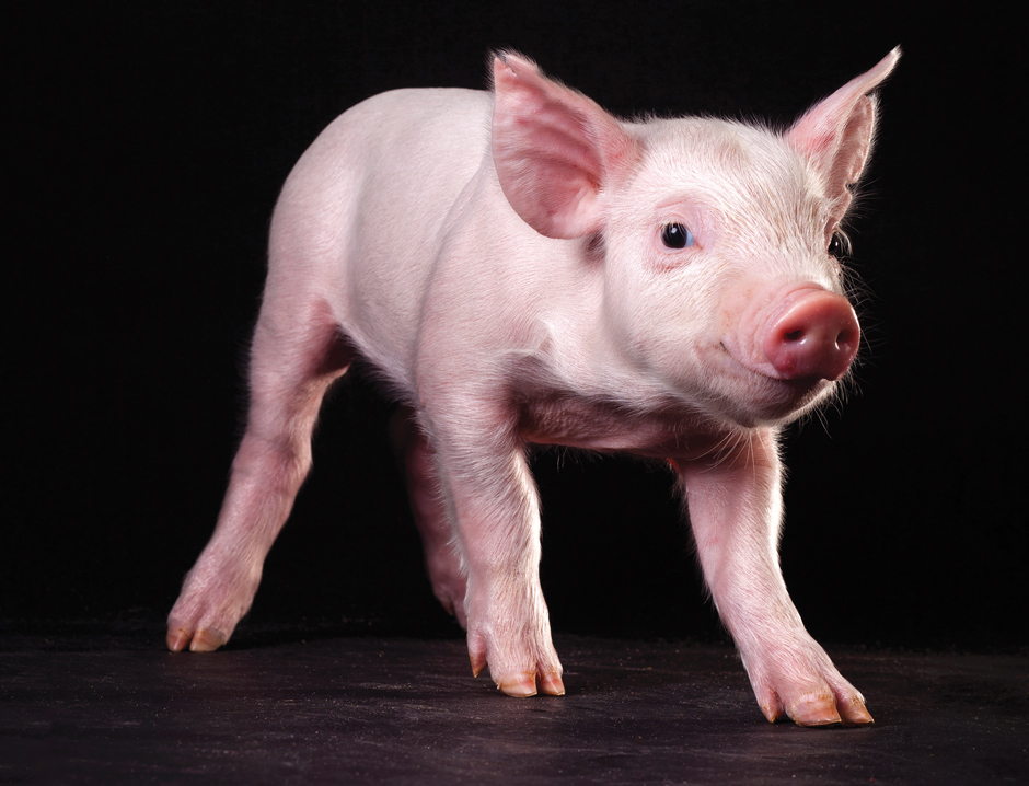 New research makes IVF four times more efficient to create pigs like this for genetics research and breeding in labs like that of Randy Prather at MU. | Photo by Nicholas Benner.