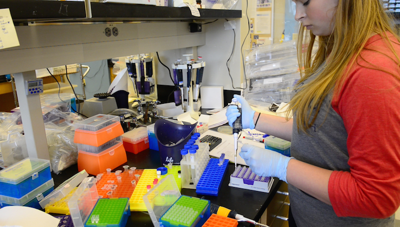 Thalia Sass, a University of Missouri biology major, genotypes samples in Christians Lorson's lab that conducts research on spinal spinal atrophy.