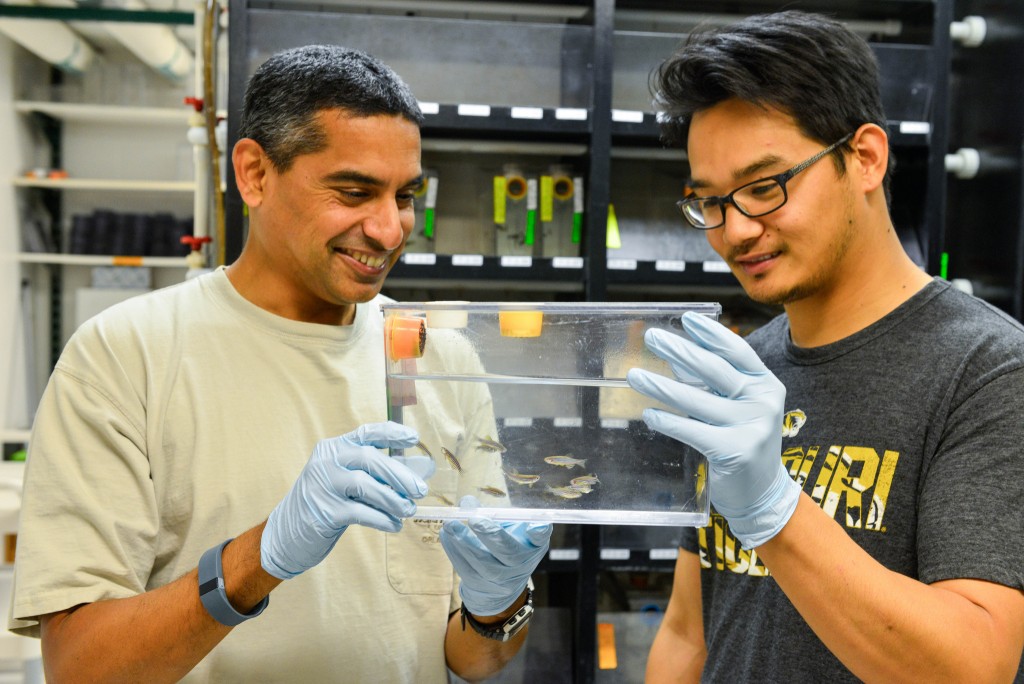 Bond Life Sciences Center Biologist Anand Chandrasekhar and PhD candidate Suman Gurung take a look at some zebrafish they've modified using CRISPR. //photo by CALEB O'BRIEN/Bond LSC