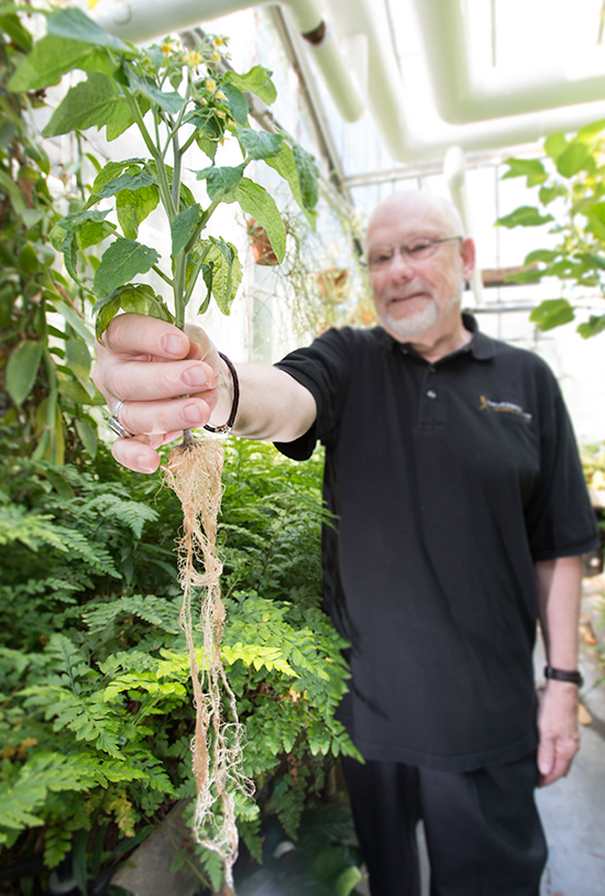 Roots play a key role in regulating where sugar ends up, such as in this tomato plant.