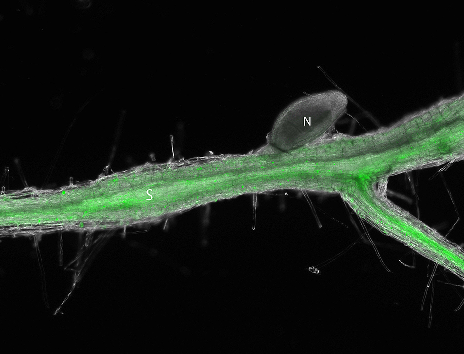 This Arabidopsis root shows how the beet cyst nematode activates cytokinin signaling in syncytium 10 days after infection. The root fluoresces green when the TCSn gene associated with cytokinin activation is turned on because it is fused with a jellyfish protein that acts as a reporter signal. (N=nematode; S=Syncytium). Contributed by Carola De La Torre
