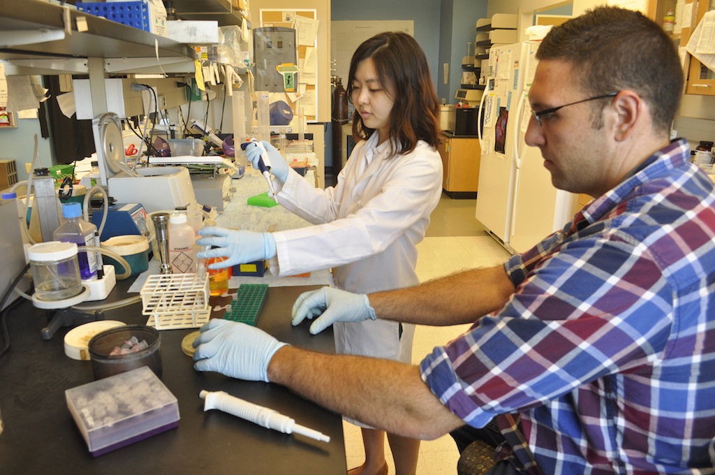 Graduate students Yuleam Song and Dan Salamango inoculate a bacteria culture in Johnson's lab. The inoculation takes a small portion of a virus and multiplies the sample, allowing researchers to custom-make viruses. 
