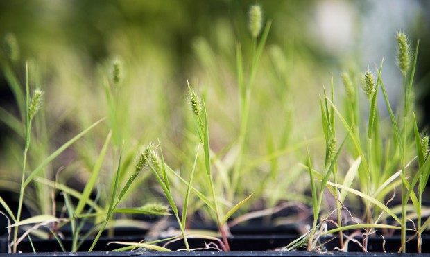 Bond LSC researchers showed for the first time ever that a grass, Setaria viridis, can receive 100 percent of its nitrogen needs from bacteria when associated with plant root surfaces. This grass will now serve as model for research into biological nitrogen fixation that could benefit crop development. | Photo by Roger Meissen, Bond LSC