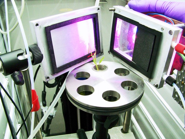 A radio tracer chamber at Brookhaven National Laboratory was needed to test if Setaria viridis actually used nitrogen produced by the bacteria. The scientists allowed only one leaf to contact the radioactive nitrogen, so they could truly tell if it was being used. | Photo provided by Fernanda Amaral