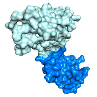 HIV-1 capsid protein