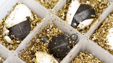 BPA overrides temperature to decide turtle sex