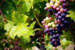 MU researchers tackle tough grapevine pest