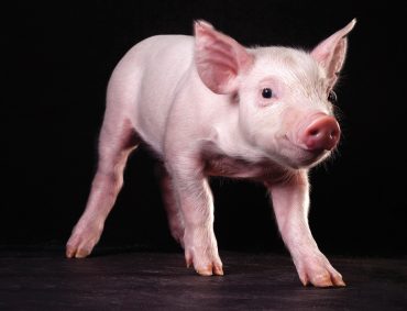Pigs pave the way for advancements in IVF treatment