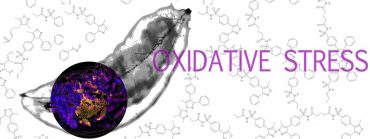 The search for oxidative stress treatment continues