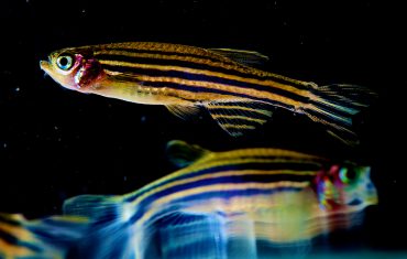A zebrafish’s empty stomach can help scientists understand brain function