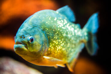 Strong Jaws and Sharp Teeth: Piranha research suggests evolutionary adaptations
