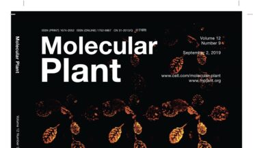 Nature’s cinema: New technique allows plant imaging in real-time