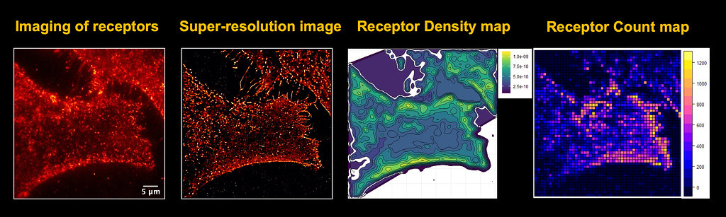 Microscopy Images and Maps of Receptors in a Cancer Cell