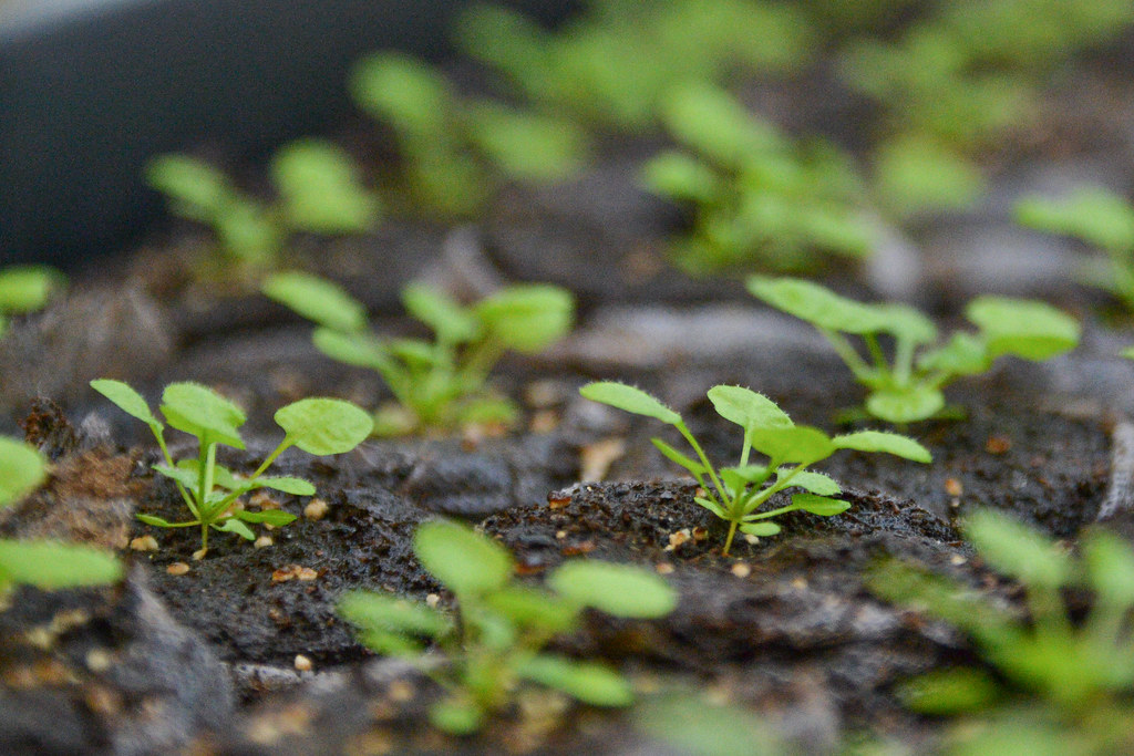 Arabidopsis