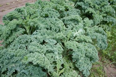 Lab explores link between genetic differences and domestication in kale