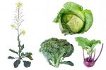 A feral past may help chart the future for Brassica vegetables