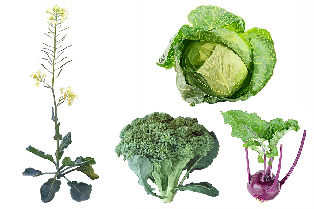 Illustration of wild relative brassica cretica next to modern broccoli, cabbage and kohlrabi