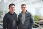 Competing signals: scientists explore how iron sensing and plant immune signaling interact with $1.2 million NSF grant
