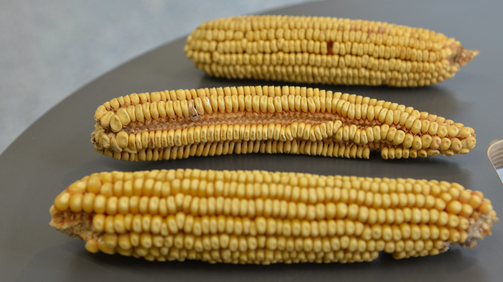 The mutant corn ear in the middle makes kernels in single rows rather than paired rows. The McSteen lab studies kernel development in this grass crop to one day help improve crop yields. | photo by Kristina Abovyan, Bond LSC