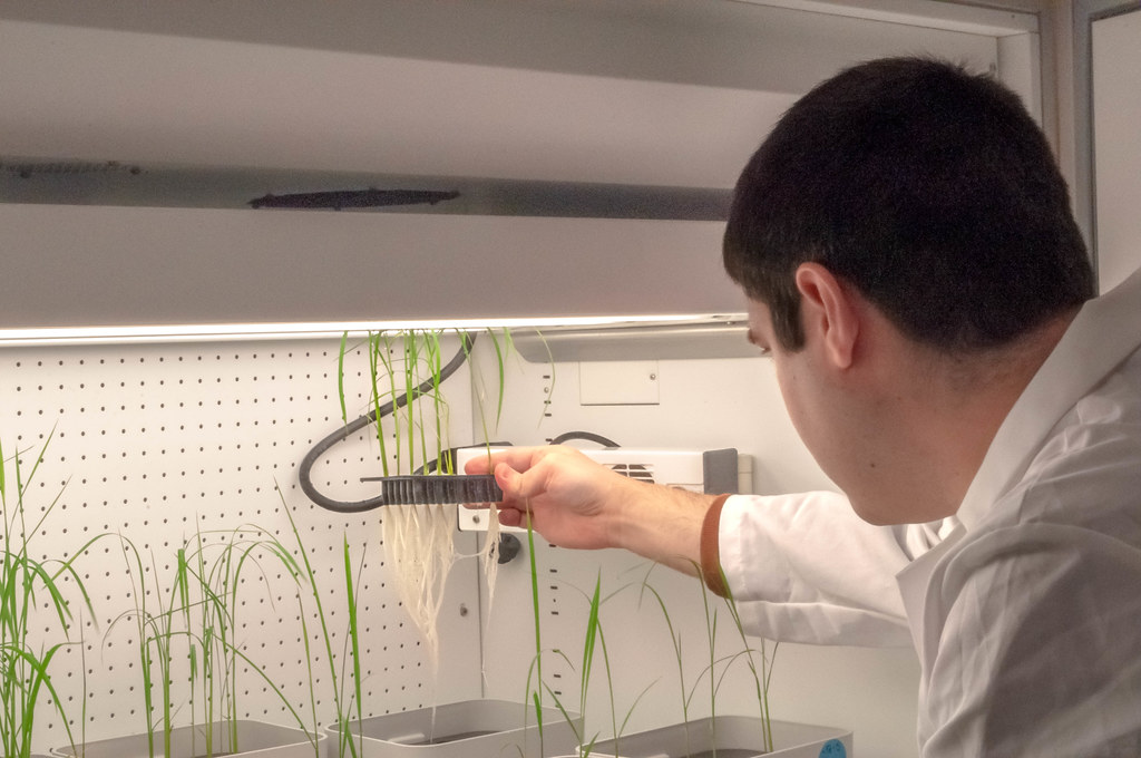 Shoemaker is inspecting the roots on the rice plants, which are stored in a growth chamber. Photo by Sarah Kiefer | Bond LSC