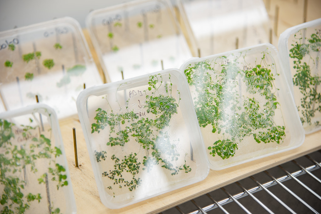 Arabidopsis Plant