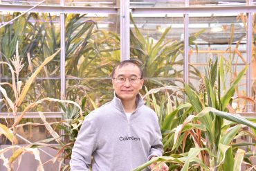 Yang uses CRISPR-Cas9 technology to fight bacterial infections in plants