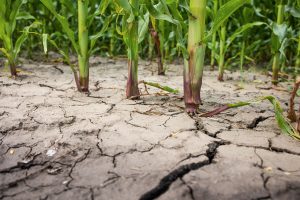 Bond LSC plant biologist joins researcher coalition in united approach to global food security in response to climate change.