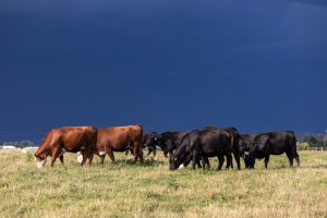 Cows in field