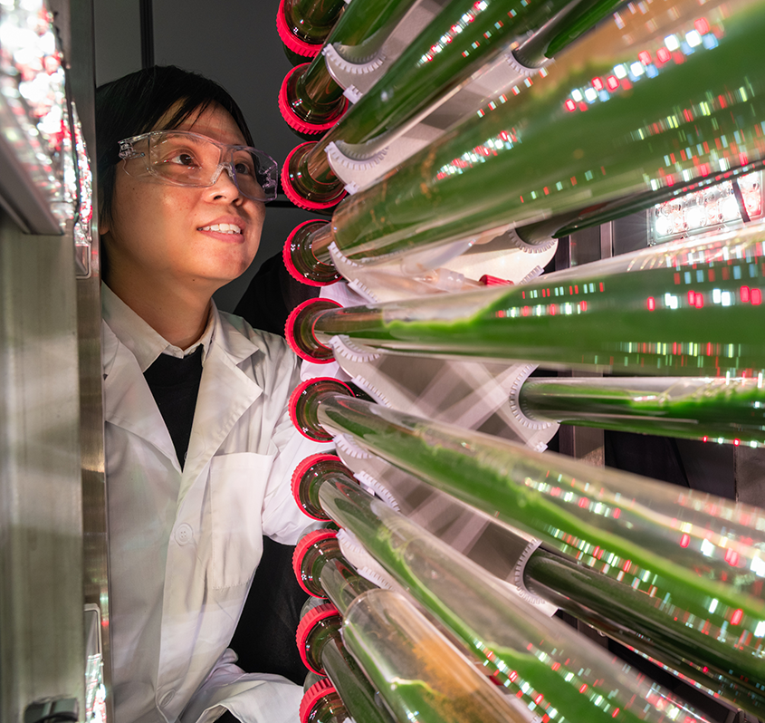 Susie Dai looks at algae tubes under grow lights