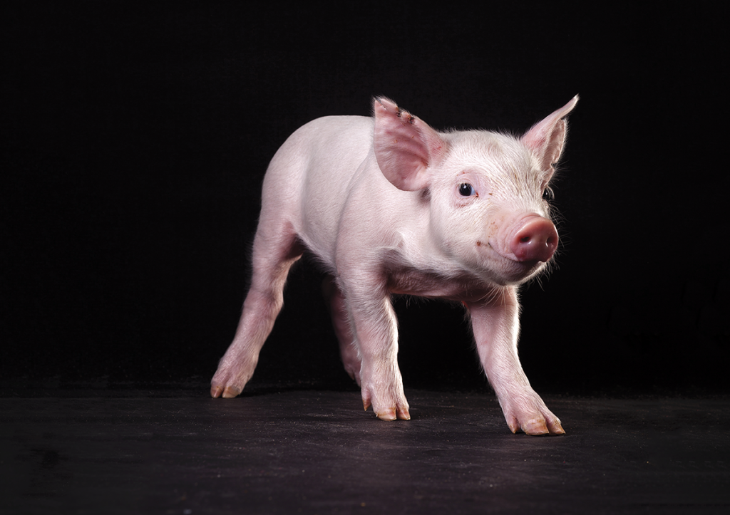 Piglet on black background