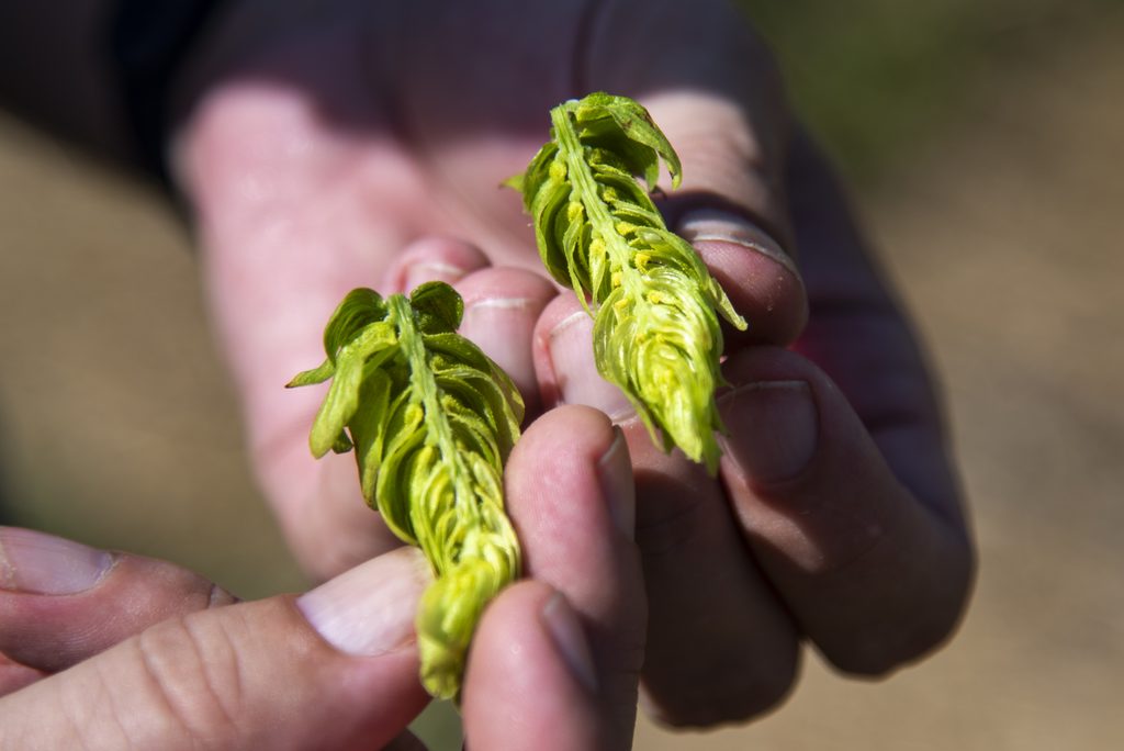 Hops varieties have distinct flavors that vary widely, like one known as Comet, which has a  pineapple and mandarin flavor profile.
