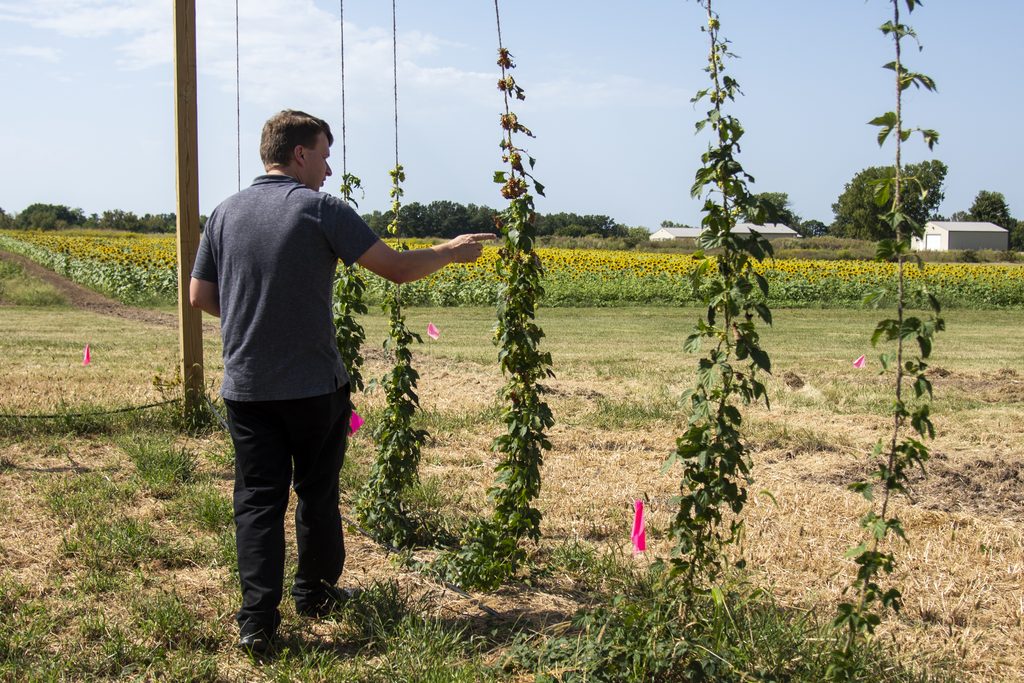 Lynch points to how the hops grow on a trellis system at South Farm.