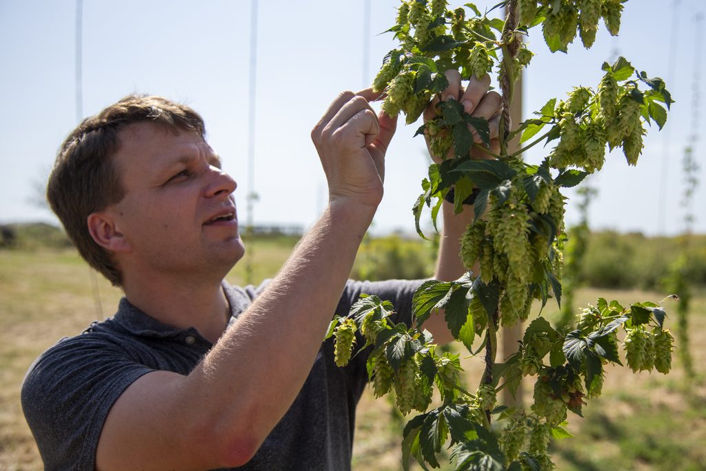 Joe Lynch looks the the flowers on one of his hops vines at Mizzou's South Farm. 