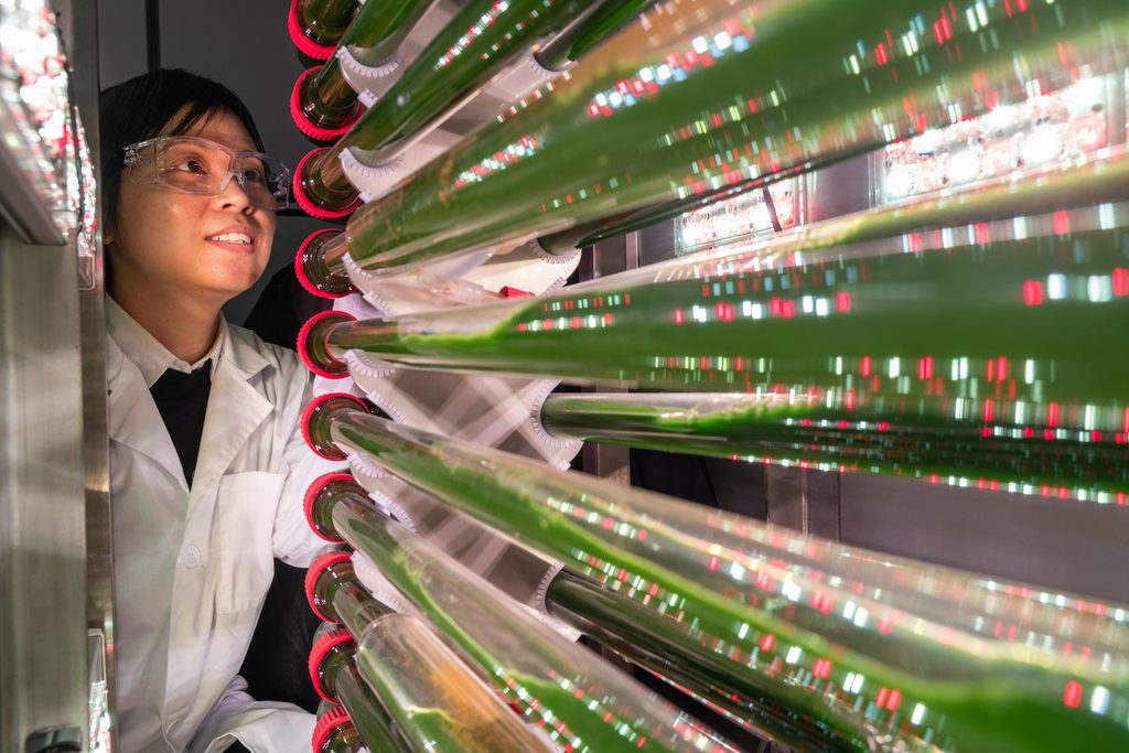 Susie Dai looking at the lit up tubes of algae.