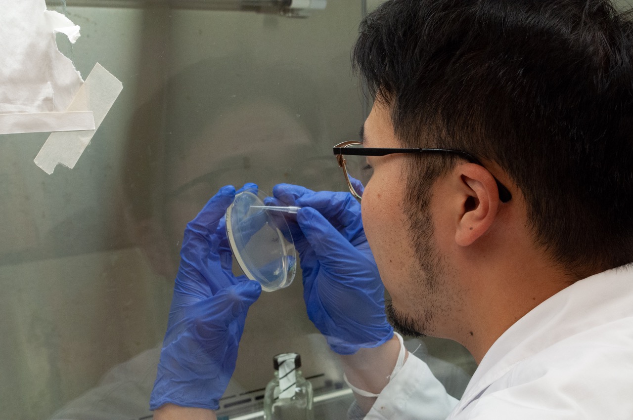 Shin-Ichiro Agake picks up bacterial colony from a Petri dish as part of his research. Photo by Sarah Kiefer | Bond LSC